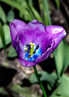 tulip 1