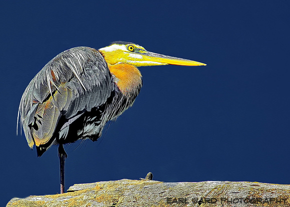 blue heron 1 favorite photo