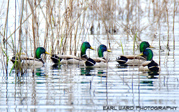 batchelor ducks for challenge contest