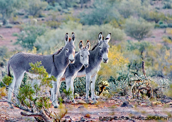 burro favorite photo