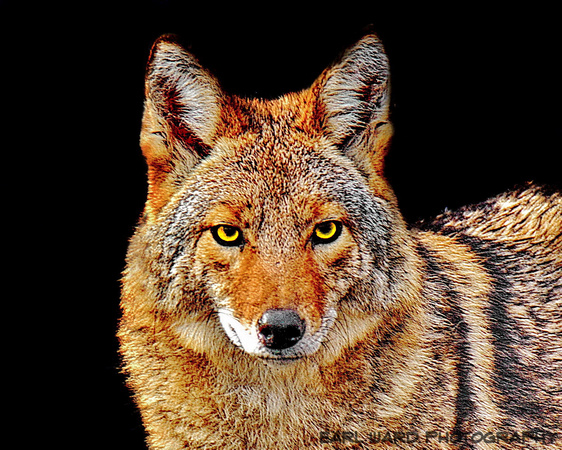 coyote 1 favorite photo