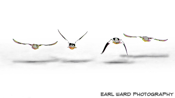 ducks flying away 2 minimalist in nature
