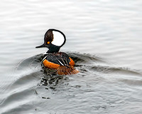 hooded merganzer