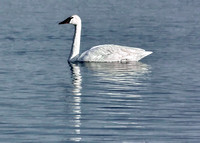 solo trumpeter swan