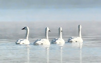 swans on ice