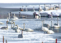 trumpeter swans on pond