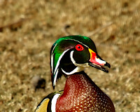 Wood Duck Close Up