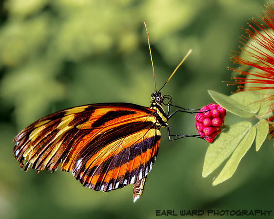 butterfly 12