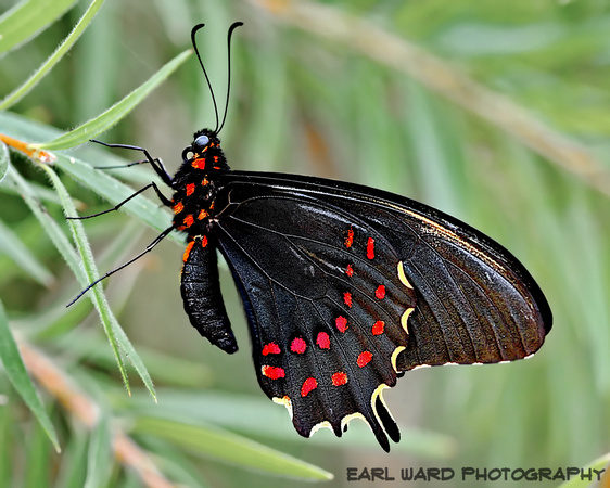 butterfly 2