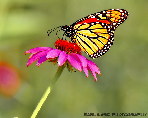 butterfly 3