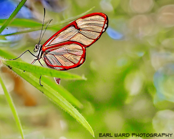butterfly 4