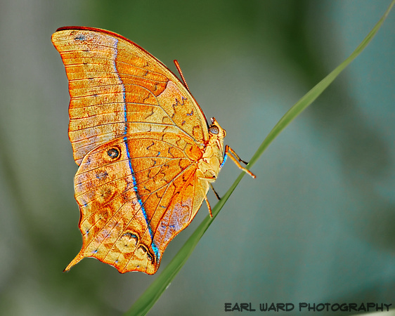 butterfly 5