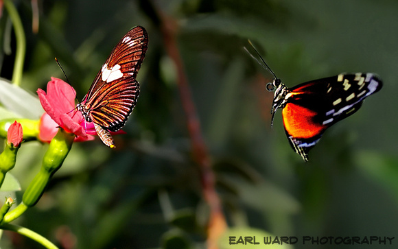 butterfly 7