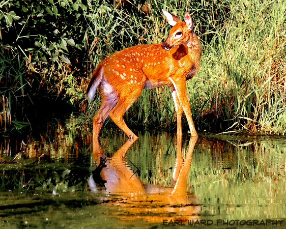 baby deer in water
