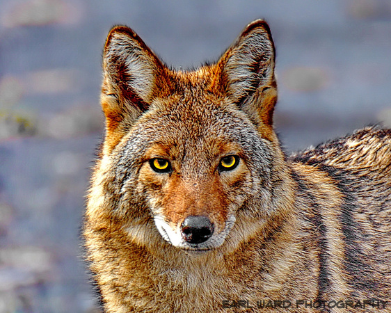 coyote