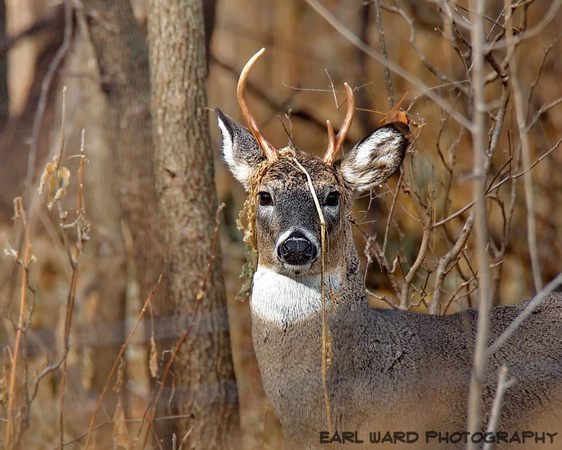 deer 2