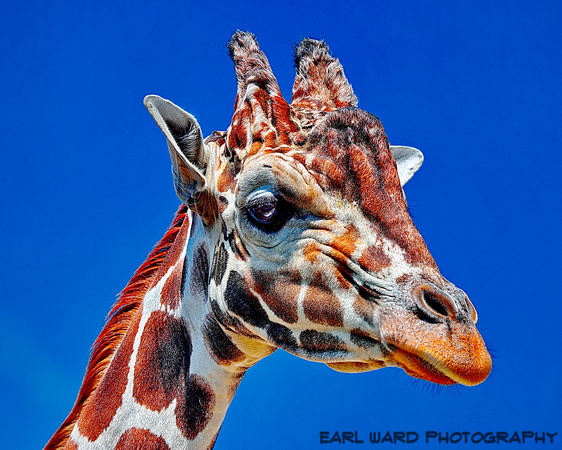 giraffe 3