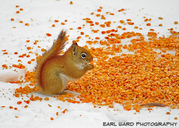 red squirrel and corn