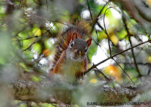 red squirrel in tree