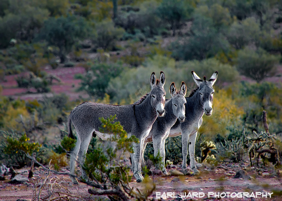 desert burros published Creative Light Magazine