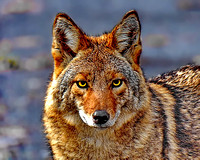 coyote Guru Pick intensity