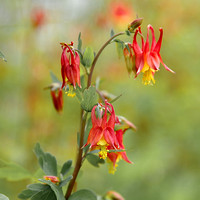 arboretum 15