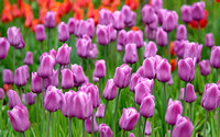arboretum 10
