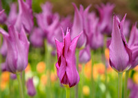 arboretum 13