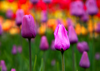 arboretum 11