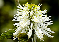 arboretum 21