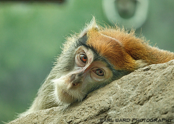 monkey 2