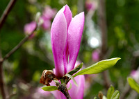 arboretum 1