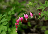 arboretum 20