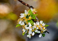 apple blossoms 1