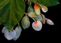 arb flower 5