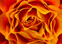 arb flower 6