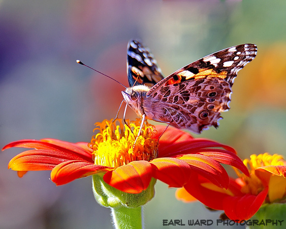 butterfly 4