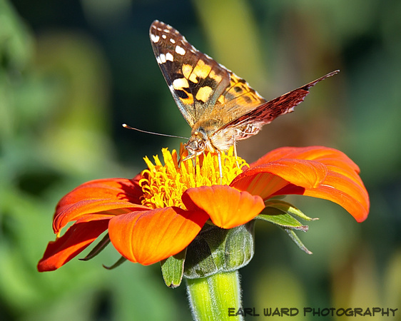 butterfly 2
