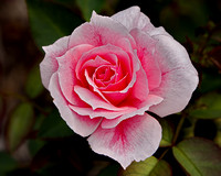 arboretum flower 10