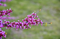 apple blossom 4