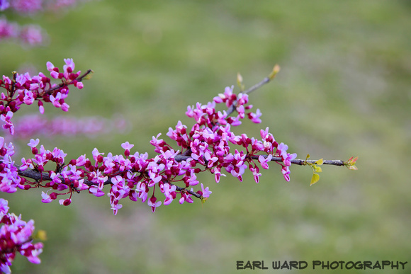 apple blossom 4