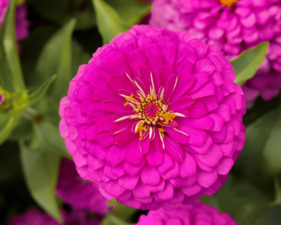 arboretum flower 9