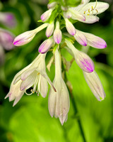 arboretum flower 1