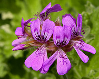 arboretum flower 7