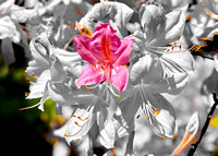 pink and white flowers 1