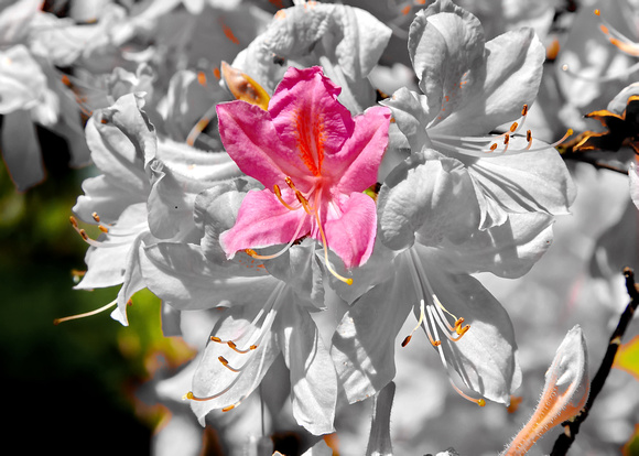 pink and white flowers 1