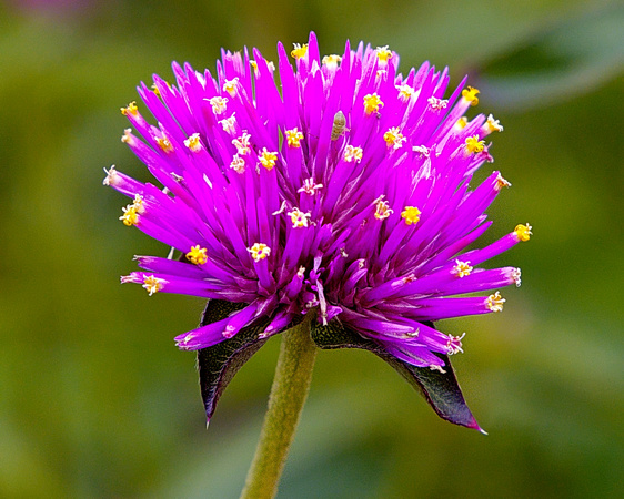 arboretum flower 8