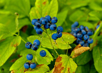 blueberries 1