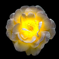 arboretum rose 3