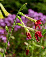 arboretum flower 6